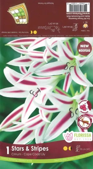 Crinum Stars and Stripes